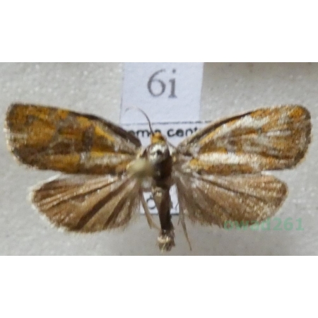 Ptycholoma lecheana (Linnaeus, 1758) Czech6i